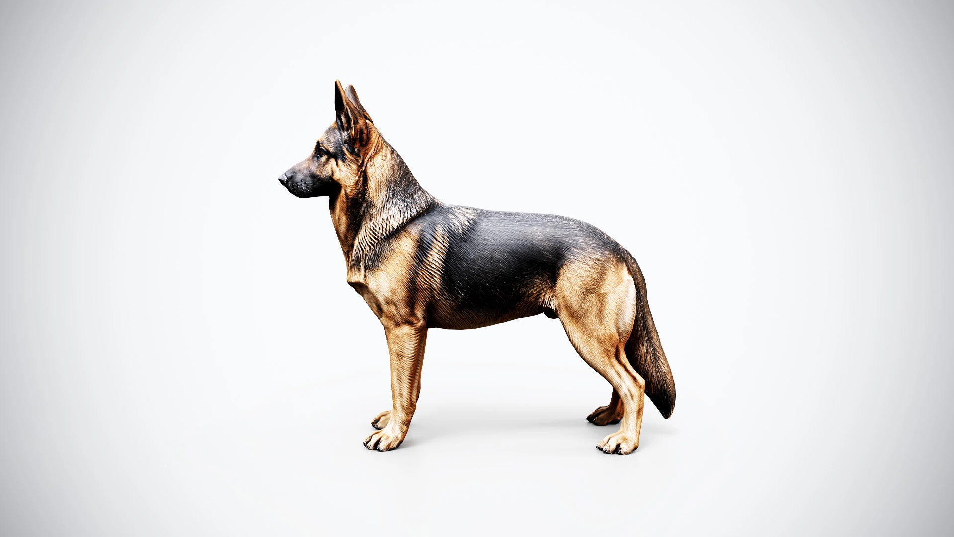 German Shepherd 3D model standing in side view with upright ears, a black saddle, tan legs and a long lowered tail on a light background
