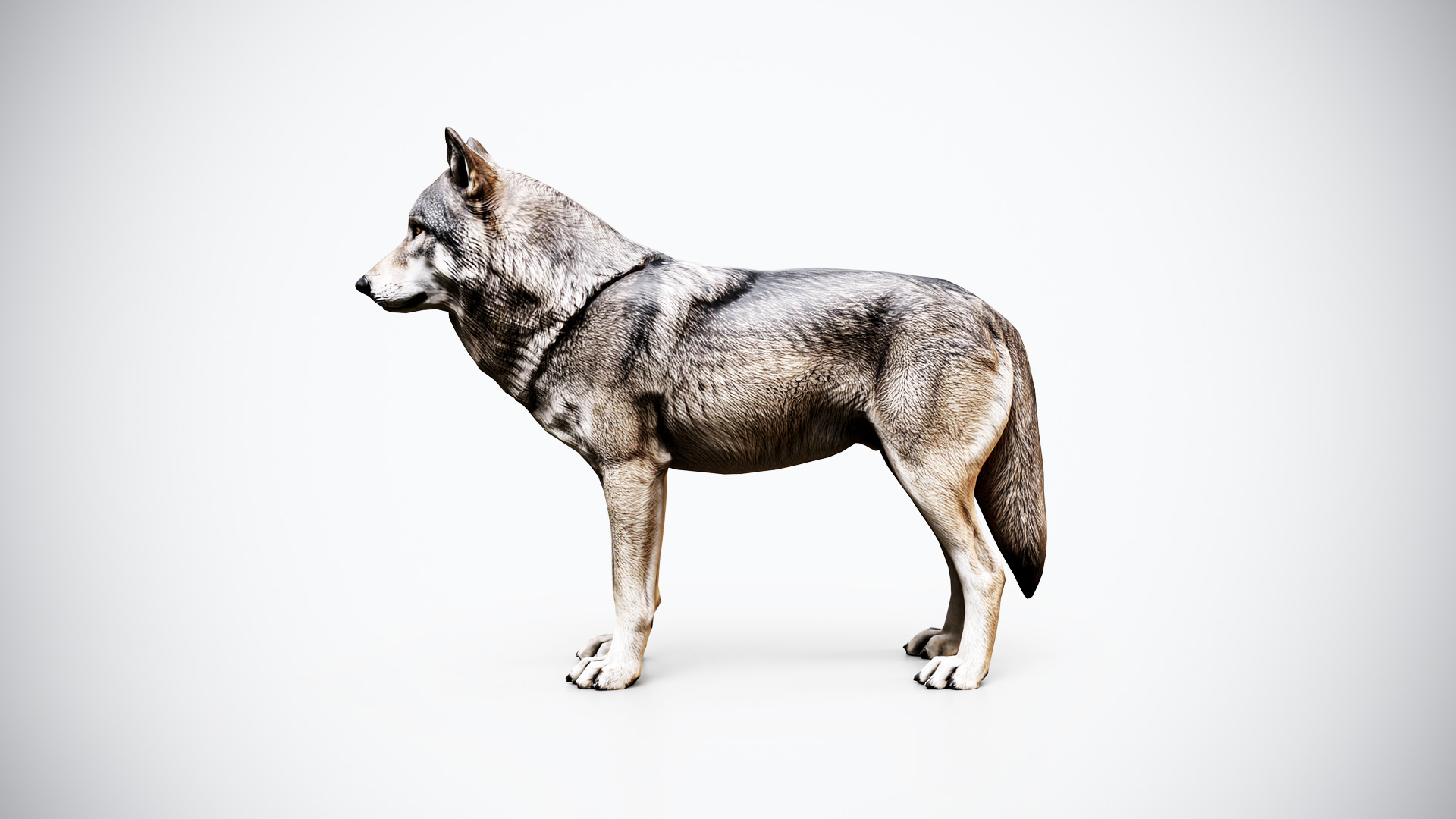 Wolf 3D Model – Low Poly Game Ready