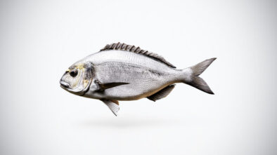 Gilthead Sea Bream 3D Model – Game Ready