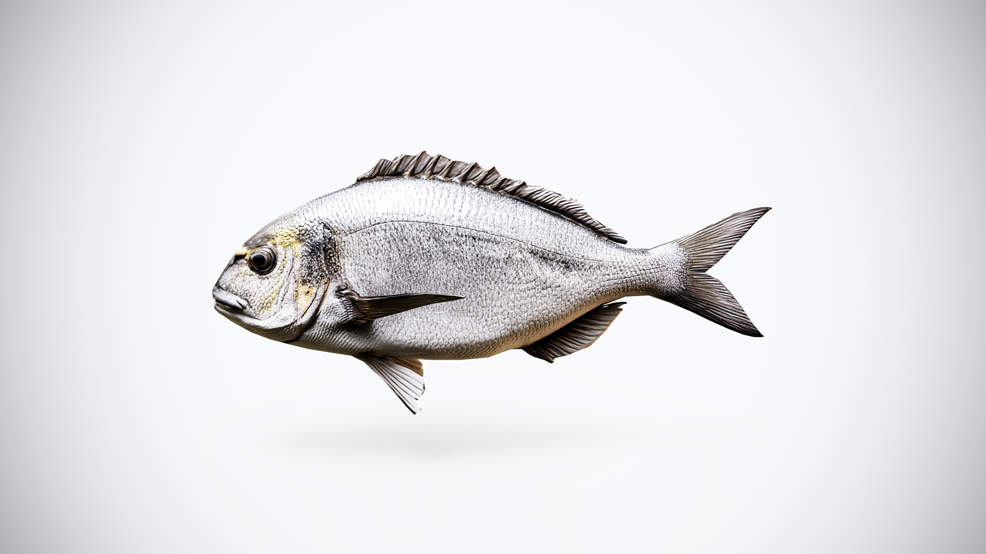 Gilthead Sea Bream 3D Model – Game Ready