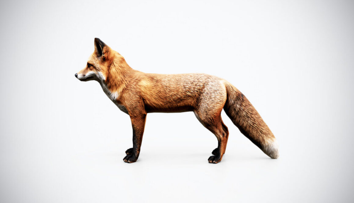 Red Fox 3D Model – Low Poly Game Ready Animal