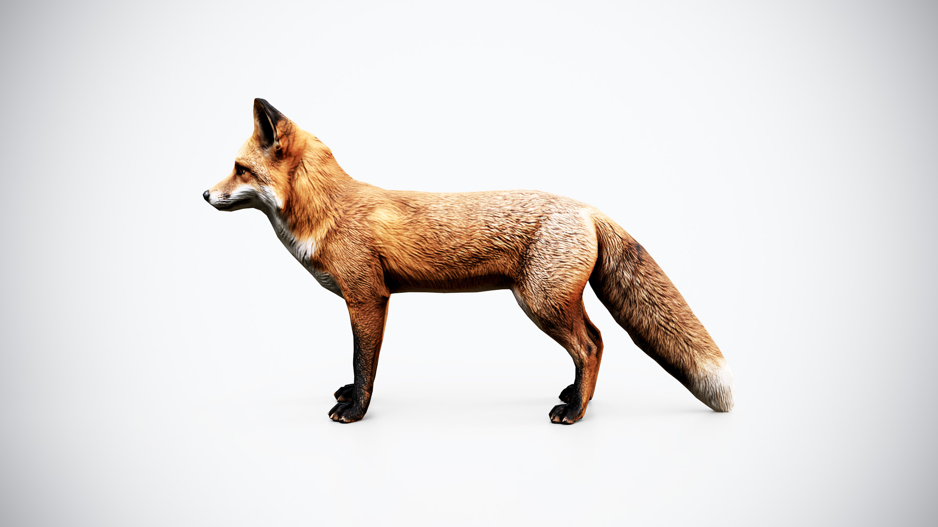 Red Fox 3D Model – Low Poly Game Ready Animal