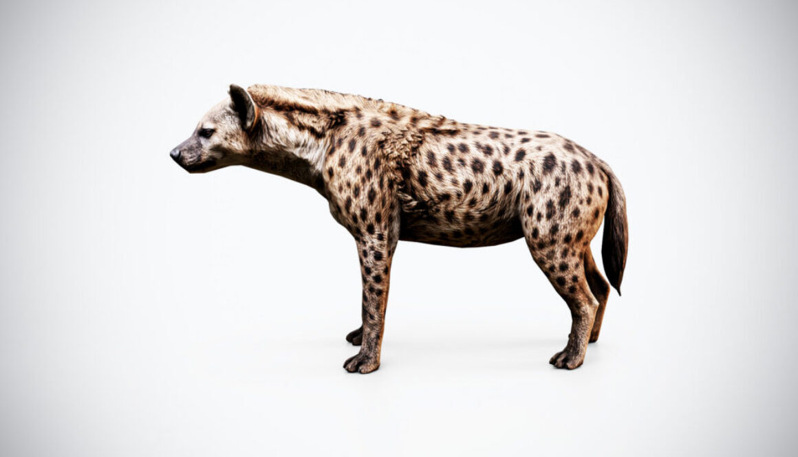 Spotted Hyena 3D Model – Low Poly Game Ready Animal
