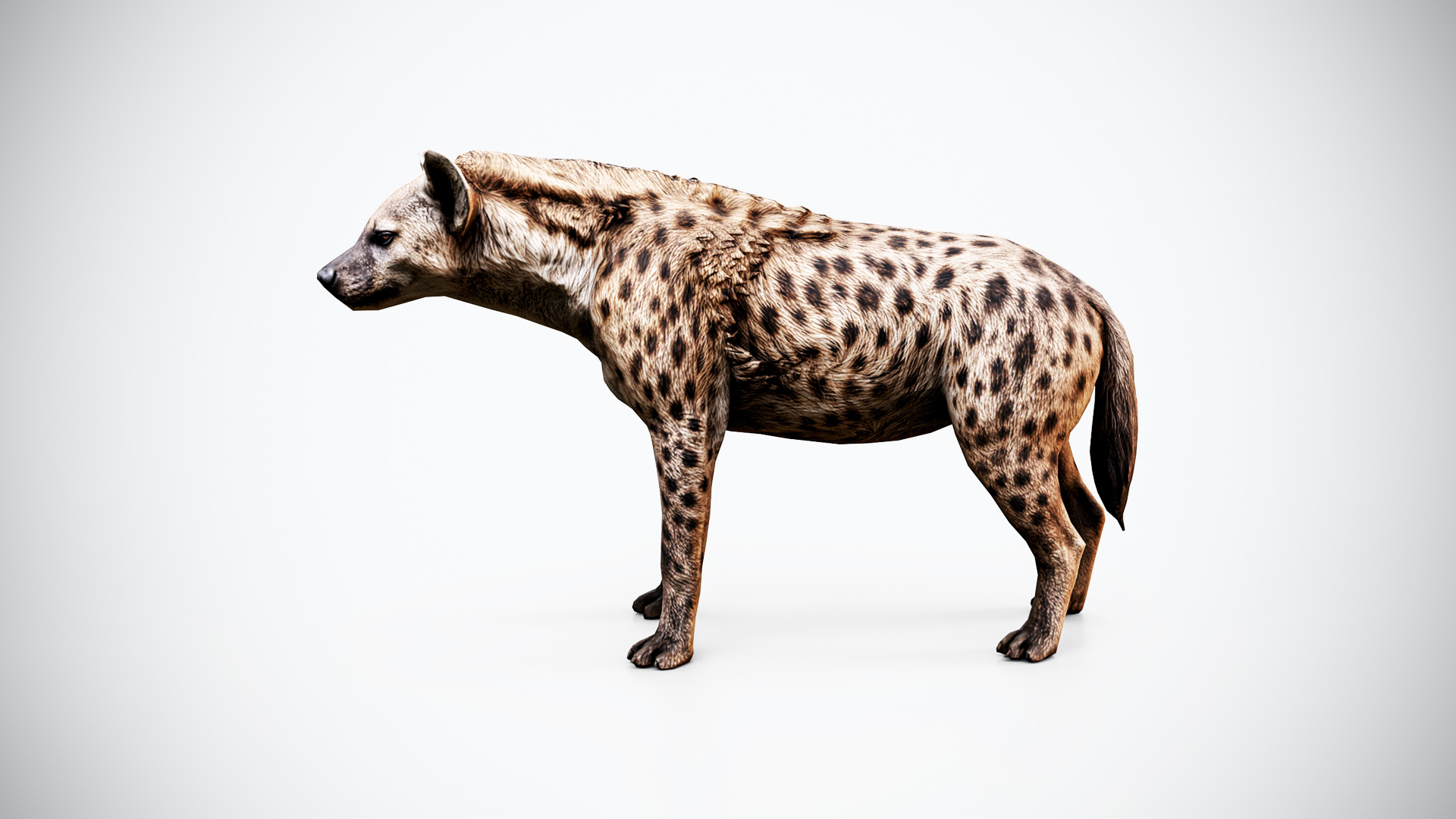 Spotted Hyena 3D Model – Low Poly Game Ready Animal