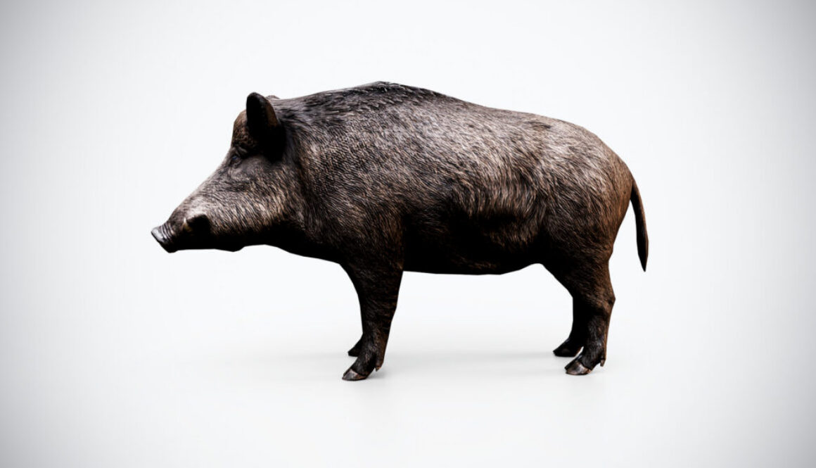 Wild Boar 3D Model – Low Poly Game Ready Animal