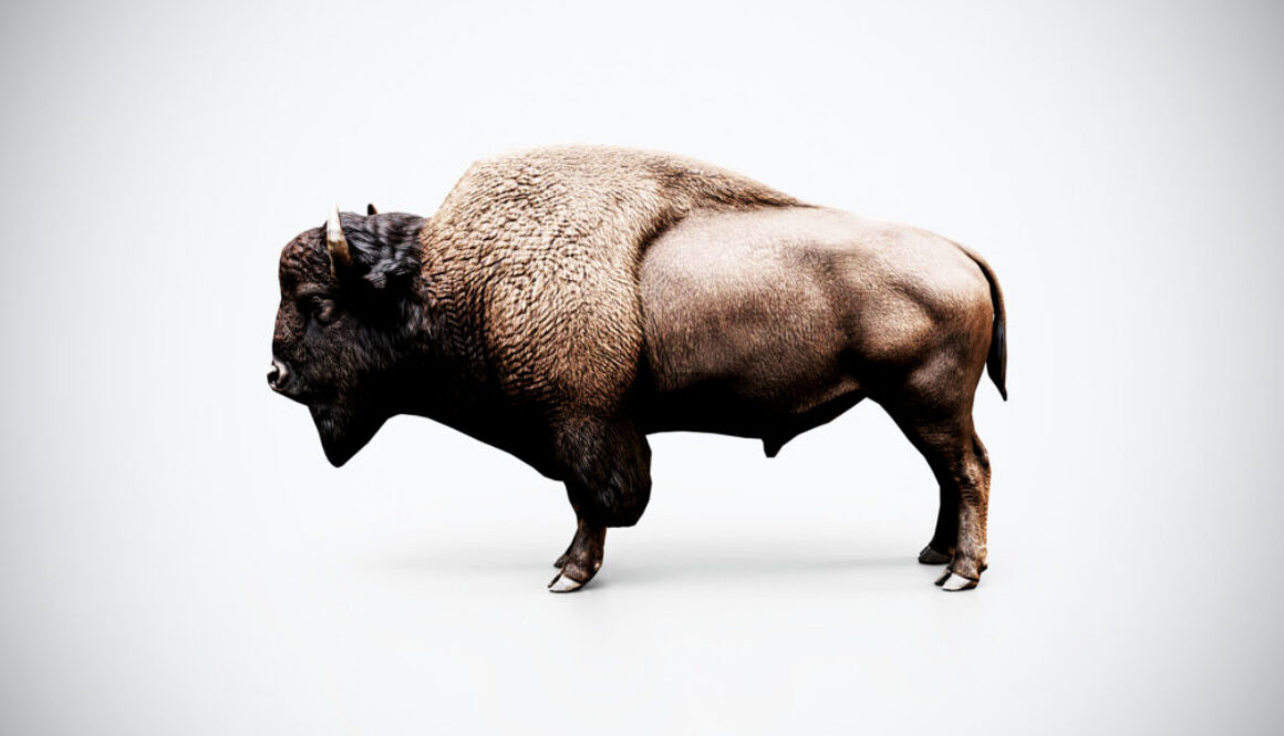 American Bison 3D Model – Low Poly Game Ready