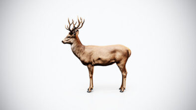 Deer 3D Model – Low Poly Game Ready